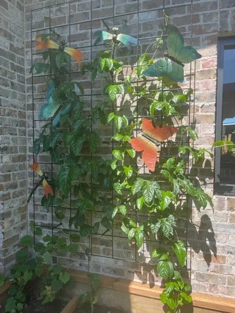 The vegetable garden at Little Blossoms Academy Horsley Park